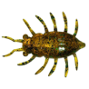 FishUp Chrabąszcz Maybug 1,3" 036 Caramel/Green & Black